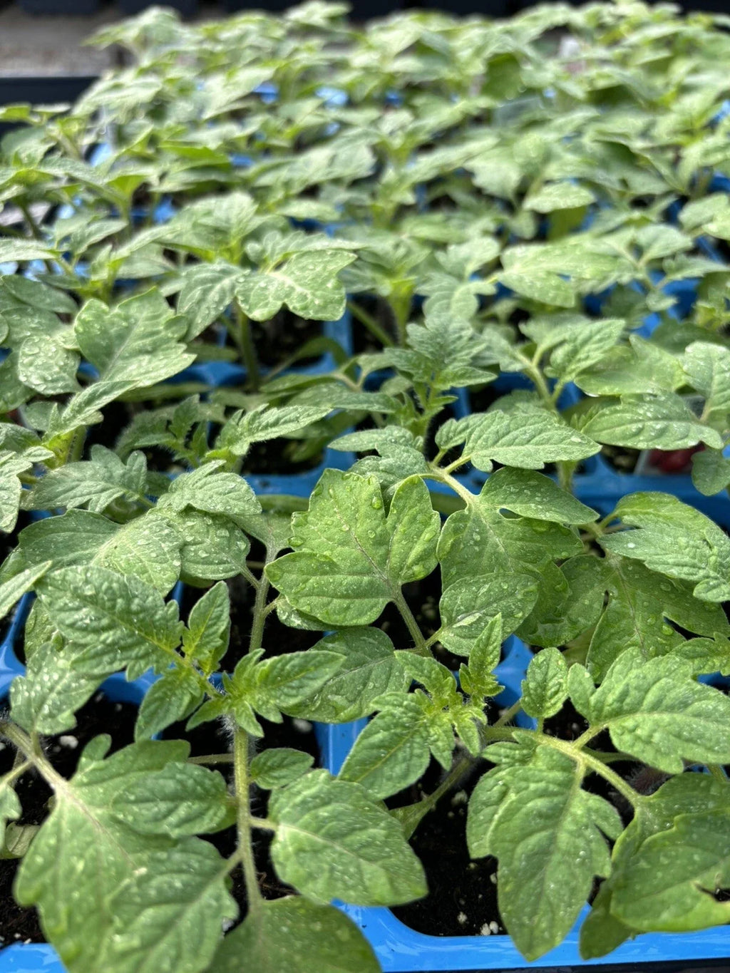 Old German Tomato Live Plants (Solanum lycopersicum) – 2 Plants, 6–10" – Rare Heirloom Slicer