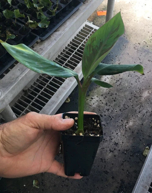 Goldfinger Dwarf Banana Plant (FHIA-01) Live Starter Plant – Sweet Edible Bananas, Cold & Disease Resistant