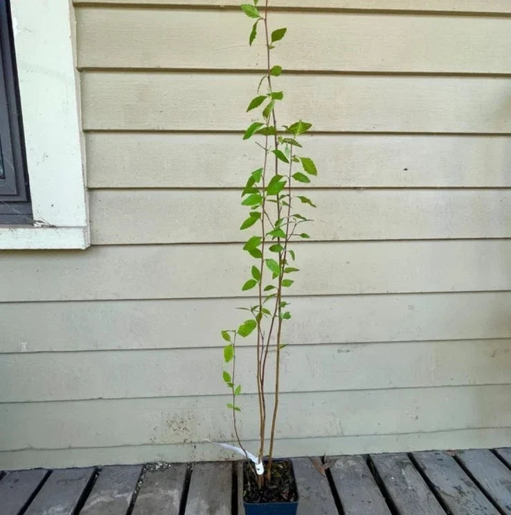 River Birch Betula nigra Bareroot Tree 12–18" Tall for Zones 4–9