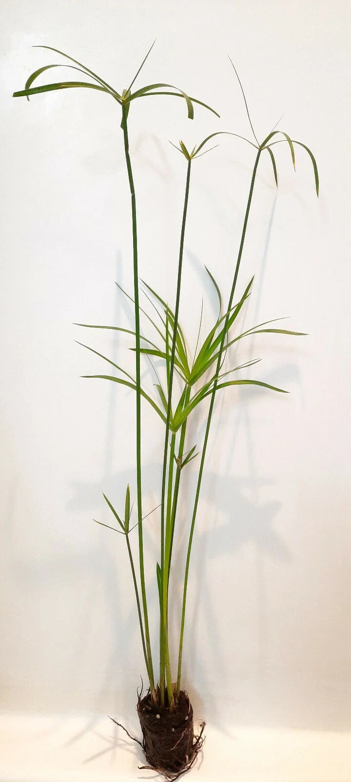 Live Dwarf Umbrella Palm (Cyperus alternifolius gracilis) Bare-root Water Garden Plant