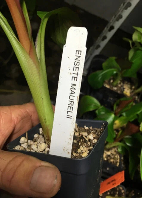 Ensete maurelii Red Abyssinian Banana Plant | Live Ornamental Banana Tree