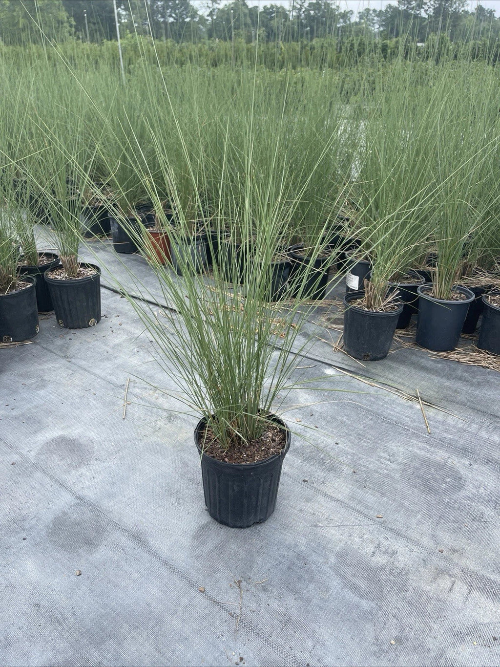 White Cloud Muhly Grass - Muhlenbergia capillaris, Mature Plant in 6" Pot