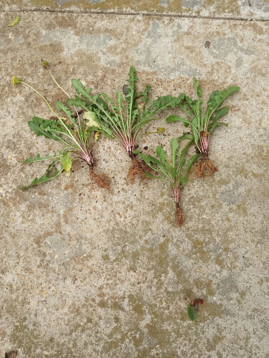 Dandelion Plants Bare Root Pack - Taraxacum officinale, Heirloom Organic, 10 Plants