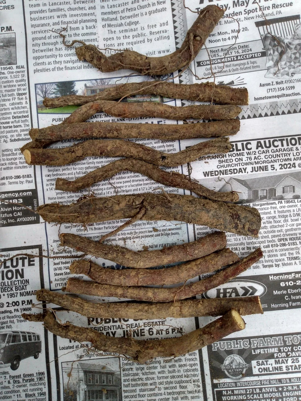 12 Bocking #4 Comfrey Root Cuttings (3") | Non-Spreading, Bare Root