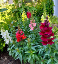 Snapdragon Seeds - Maximum Mix - 200 Seeds - Antirrhinum majus