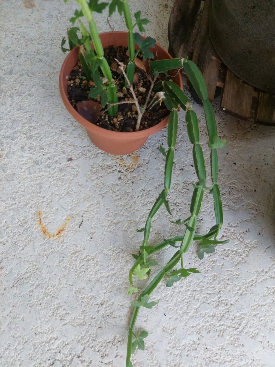 Cissus quadrangularis Vine Climber Plant - Rare Exotic Succulent - Rooted Square Format