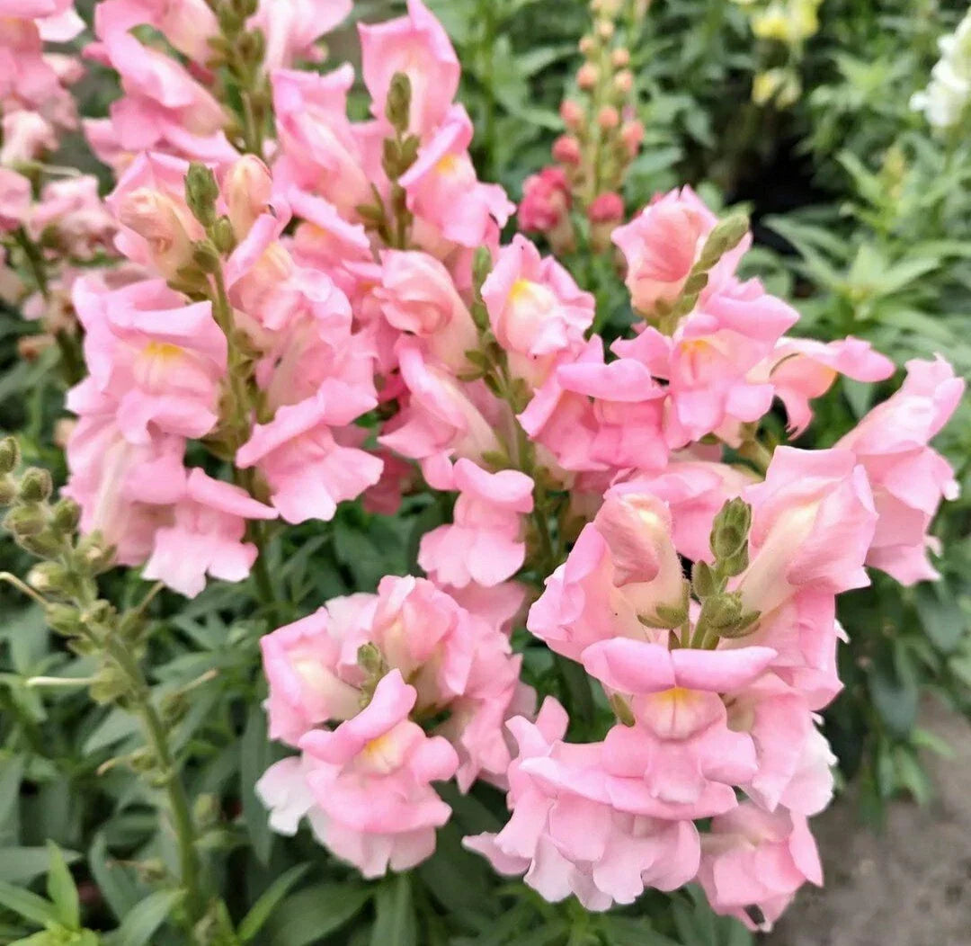 Snapdragon Seeds - 200 Count - Apple Blossom Variety - Antirrhinum majus