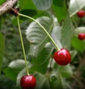 Black Cherry Tree Seeds, 10 Seeds, Organic, Sweet Fruit, Prunus serotina