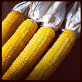 Ladyfinger Popcorn Seeds - Heirloom Variety, Tender & Delicious - 50 Seeds - Zea mays everta