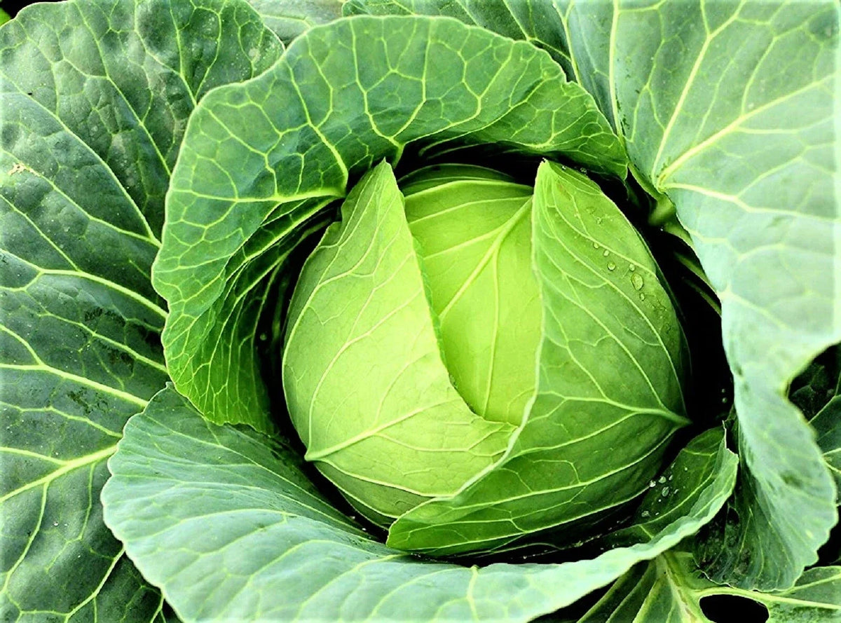 Cabbage Seeds 200+ Non-GMO Copenhagen Market Brassica oleracea - Organic Vegetable Gardening Seeds for Home Growers