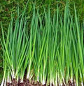Onion Seeds, 500+ Heirloom Tokyo Long White, Non-GMO, Ideal for Salads, Allium fistulosum