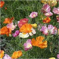 California Ballerina Poppy Mix Seeds - Organic 200 Pack - Papaver rhoeas - USA Grown, Free Shipping