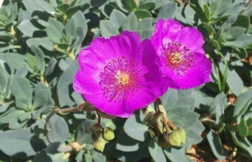 CALANDRINIA SPECTABILIS - Rock Purslane - 4" Unrooted Cuttings - Succulent Plant, Drought-Tolerant, Bright Flowers