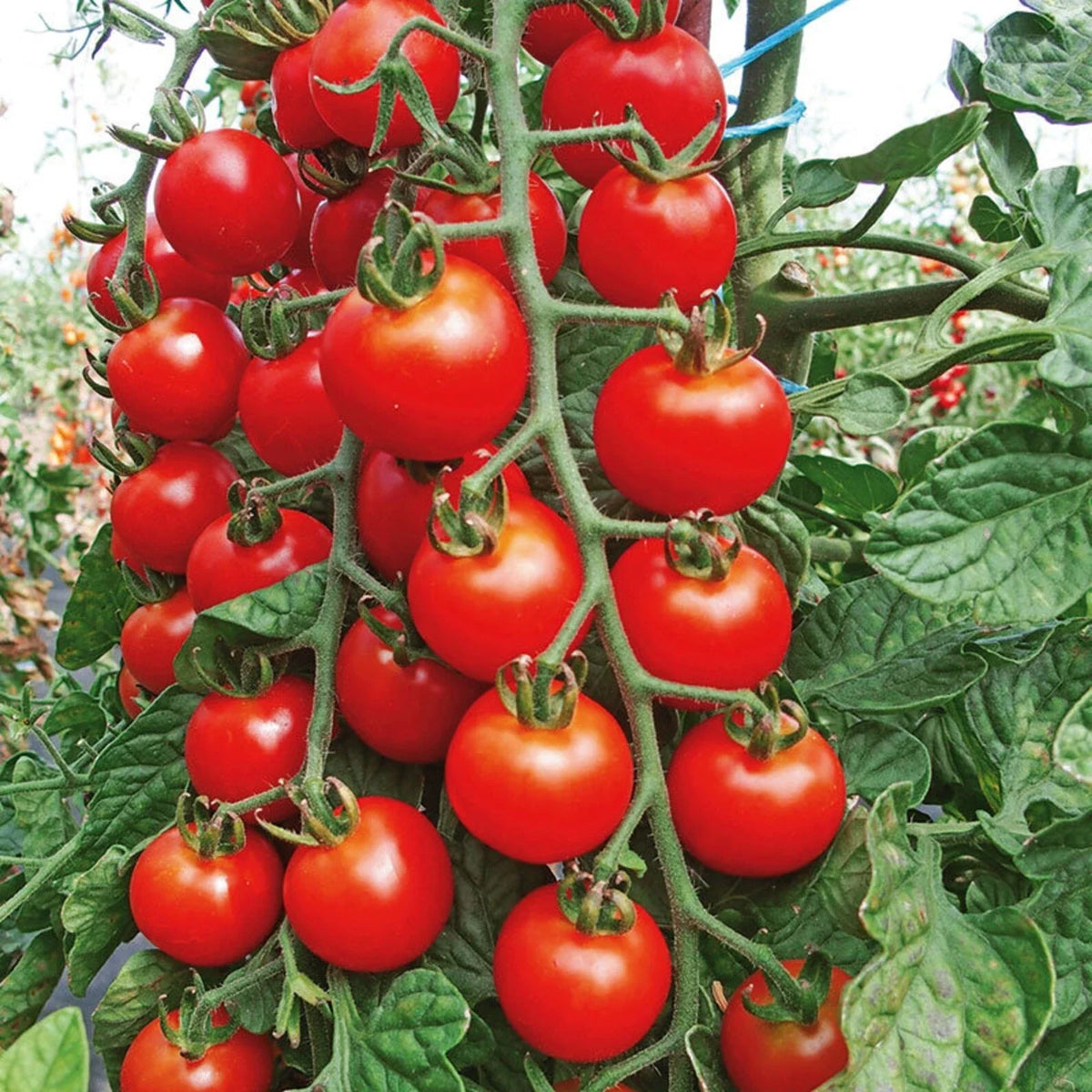 Cherry Tomato Seeds - 100+ Heirloom Super Sweet Large - Non-GMO Organic - Rare Variety - Perfect for Home Gardening