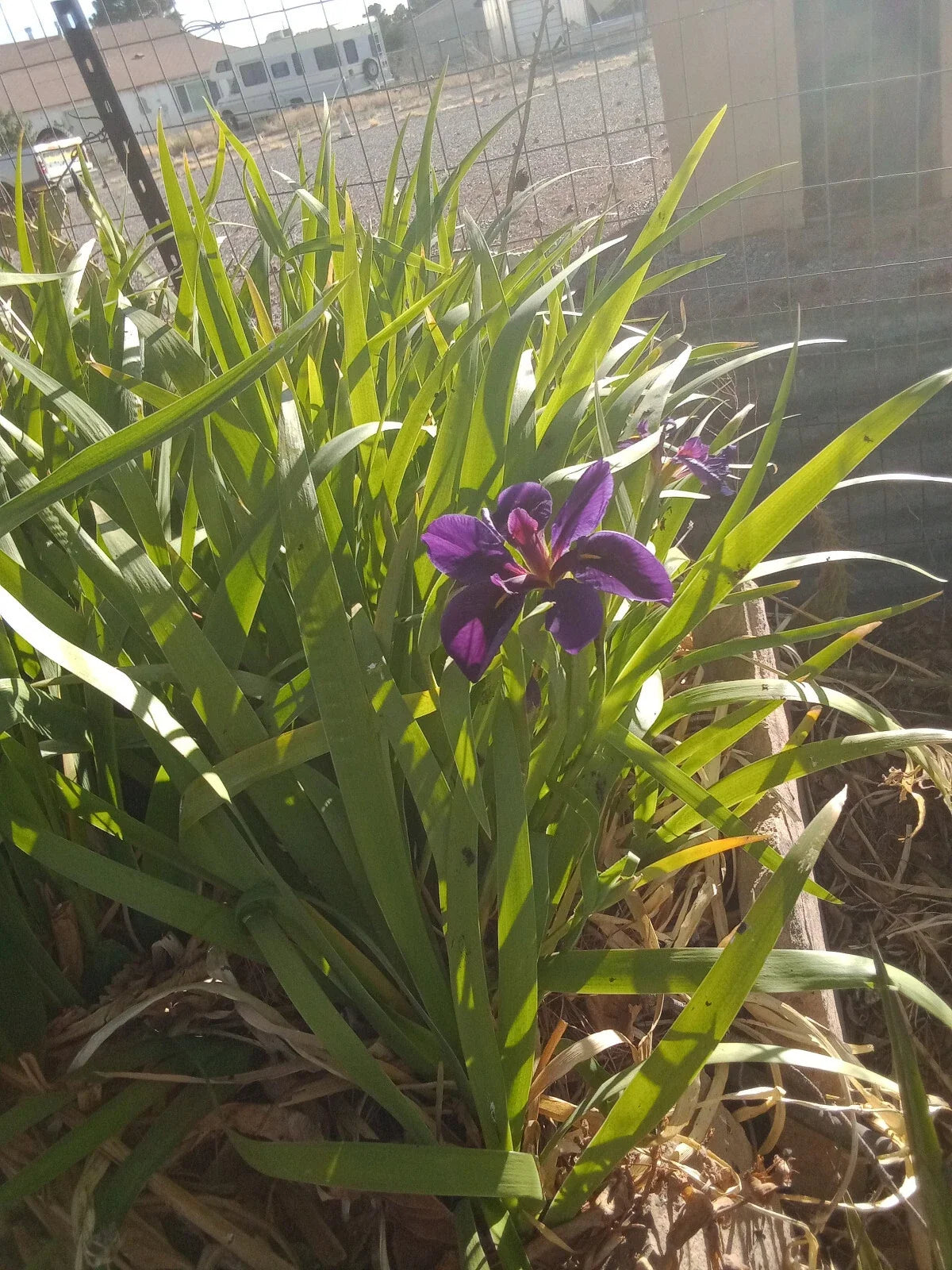 4X Live Hardy Louisiana Black Gamecock Iris Pond Plant - Iris Louisianaensis, Aquatic Marginal Plant for Water Gardens