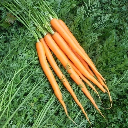 Imperator 58 Carrot Seeds - 200 Count Packet - Daucus carota - Heirloom Vegetable Garden Seeds