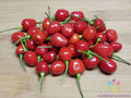Guyana Wiri Wiri Hot Pepper Seeds - 25+ Count - Capsicum Chinense - Perfect for Garden Planting - USA Grown