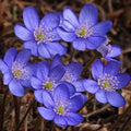 Hepatica Bare-root Plant | Anemone hepatica | Perennial Wildflower | Early Spring Bloomer