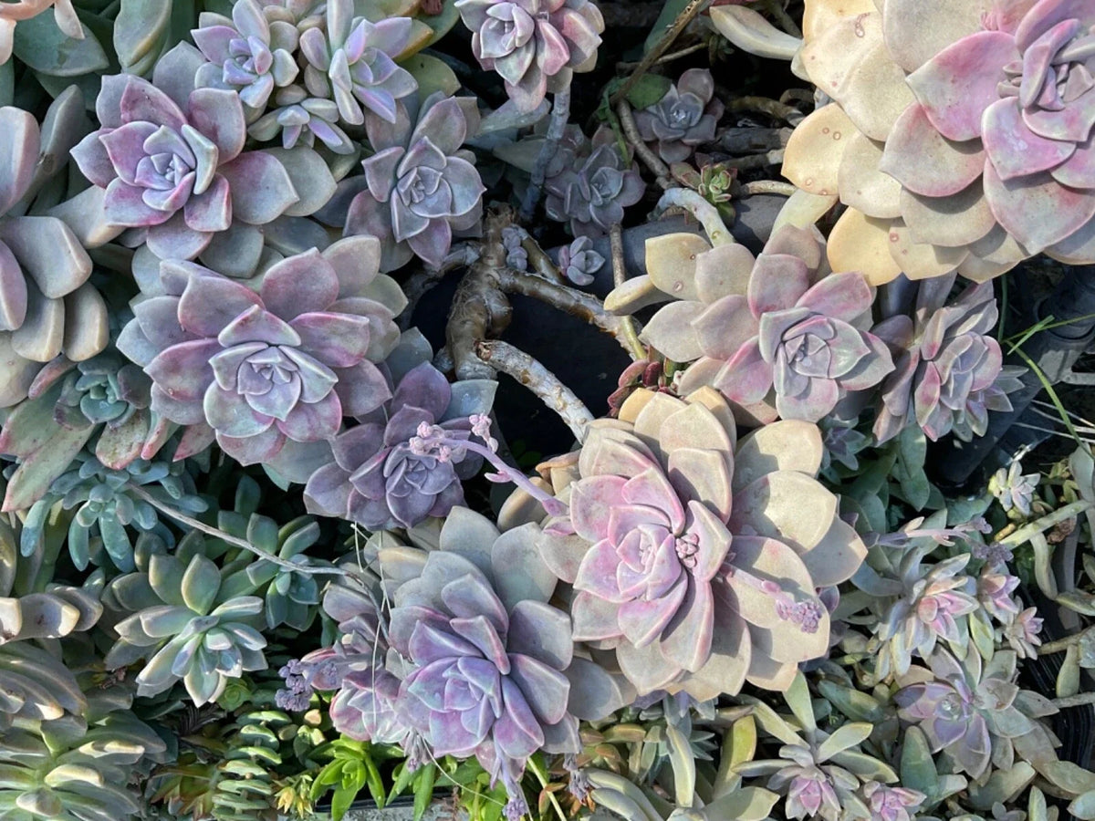 Graptopetalum Purple Delight Succulent Plant in 4” Pot - Rare Indoor Plant for Home Decor, Succulent Collection