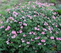 25+ Geranium Seeds for Garden Planting - Wageningen Variety - Pelargonium x hortorum - USA, Free Shipping