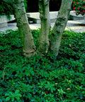Pachysandra Procumbens Ground Cover - 5 Winter Hardy Rooted Cuttings - Native Evergreen Plant