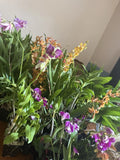 Orchid Plant Box - 10 Den & Oncidium Variety - Exotic Indoor Flowering Plants - Perfect for Home Decor