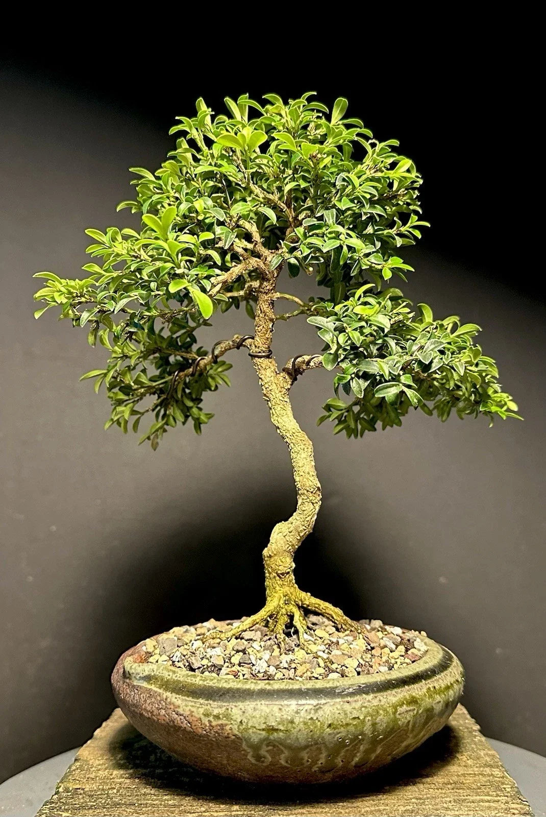 Mame Bonsai Tree 9” Kingsville Boxwood 11 Years Old in Japanese Pot with Chop, Buxus microphylla var. japonica