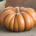 Fairytale Pumpkin Seeds | Musquee de Provence | Heirloom Variety | Non-GMO Seed | Organic Gardening Supplies