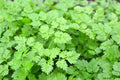Chervil Seeds 500+ Gourmet Plain Leaf Herb, French Parsley, Anthriscus cerefolium, Ideal for Herb Garden, Free Shipping