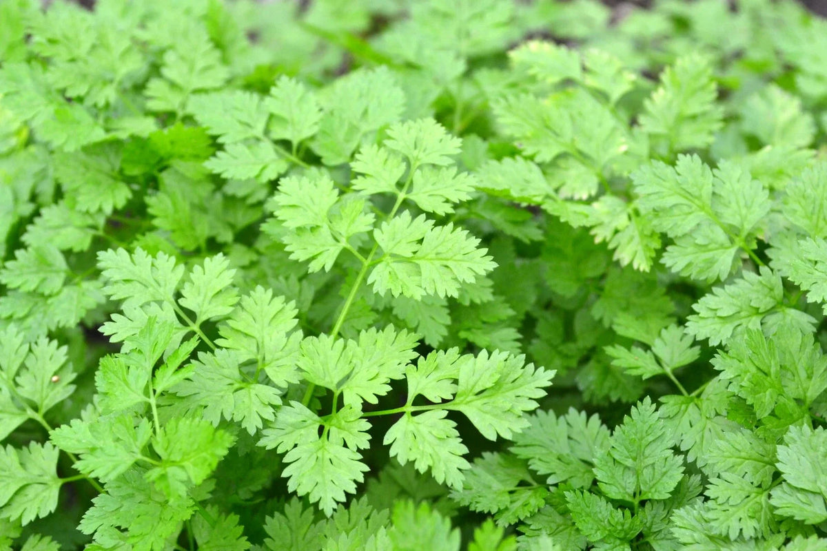 Chervil Seeds 500+ Gourmet Plain Leaf Herb, French Parsley, Anthriscus cerefolium, Ideal for Herb Garden, Free Shipping