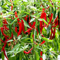 Skyline Red Hot Pepper Seeds - 25+ Count - Capsicum annuum - Ideal for Garden Planting - USA