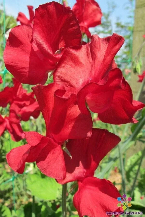 Sweet Pea Seeds - 50+ Alison Valentini Variety - Lathyrus odoratus - Garden Planting - USA