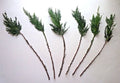 Leyland Cypress Cuttings - 15 Fresh Rooting Cuttings - Cupressocyparis leylandii