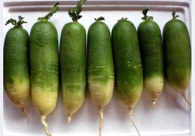 Green Radish Seeds - Chinese Green Luobo 2g Packet - Approx. 150 Seeds - Brassica Rapa Var.