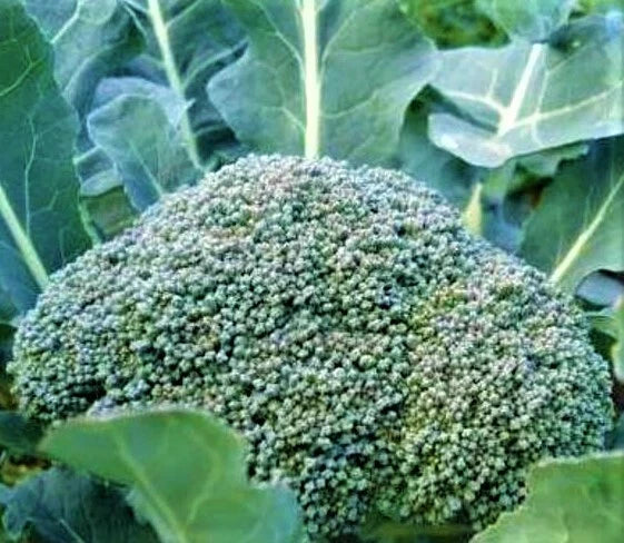 Broccoli Seeds 300+ Non-GMO De Cicco Variety for Home Gardening - Brassica oleracea