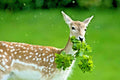 Deer Proof Wildflower Mix 1 OZ | 15 Varieties of Native Annual & Perennial Flowers | Eco-Friendly Seeds