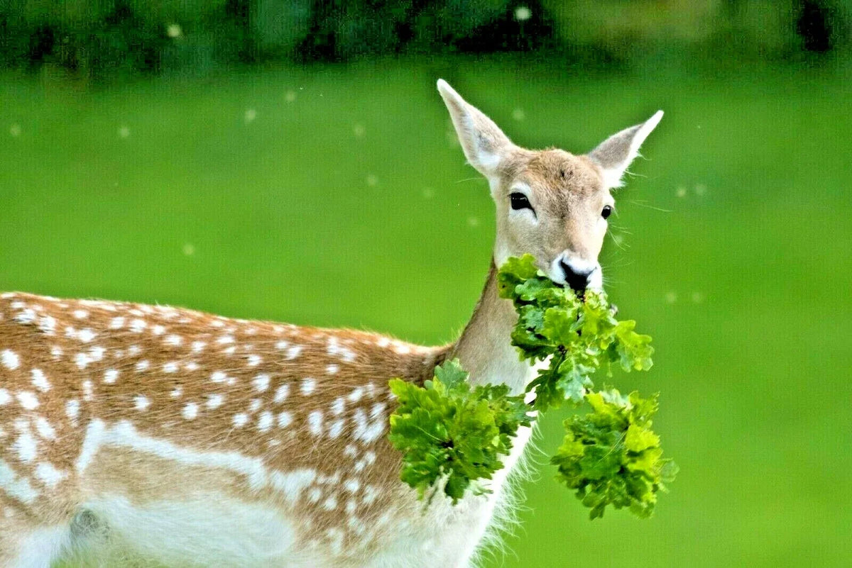 Deer Proof Wildflower Mix 1 OZ | 15 Varieties of Native Annual & Perennial Flowers | Eco-Friendly Seeds