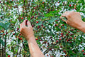 St Lucie Cherry Tree Seeds - 15 Pack, Greek Spice, Medicinal, Grafting (Prunus Mahaleb)