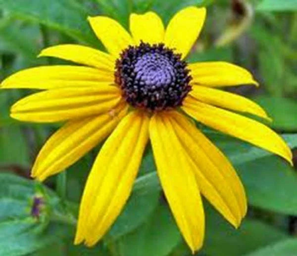 Black Eyed Susan Seeds - 500+ Count - Vibrant Colorful Flowers - Rudbeckia hirta