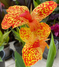 Canna Lily Bulb - Gold Leopard Variety - Rhizomes - Tropical Perennial Plant (Canna indica)