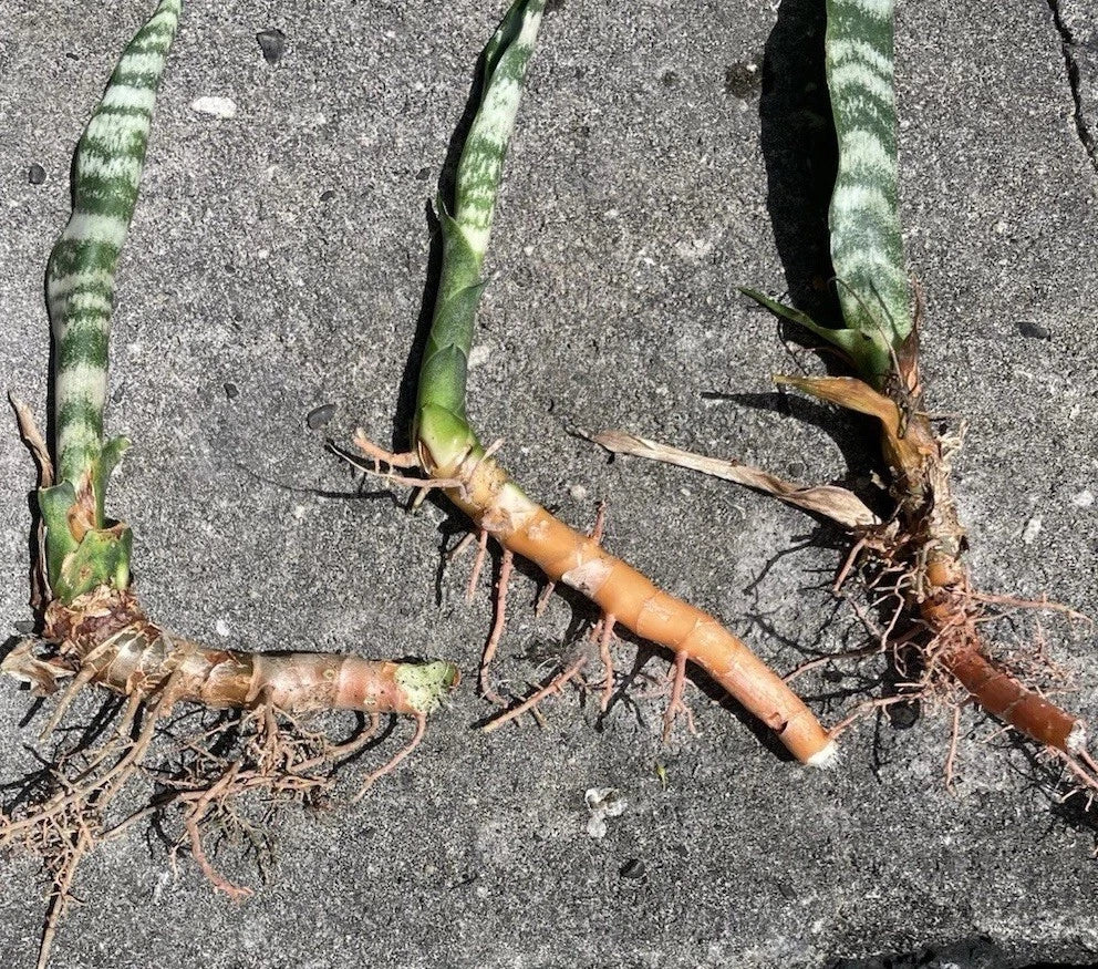 3 Rooted Sansevieria Zeylanica (Mother-in-Law’s Tongue) - Live Snake Plants in Hawaii Volcanic Soil