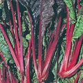 Swiss Chard Seeds - Ruby Red Heirloom, 500 Non-GMO Seeds - Beta vulgaris subsp. cicla