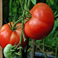 Burpee's Big Boy Tomato Seeds - 10+ Organic Non-GMO Hybrid Seeds - Solanum lycopersicum