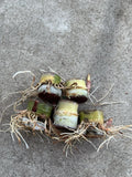 Rooted Sugarcane Cuttings - 5pcs Sweet Juicy Tropical Plant - Ready to Grow - Saccharum officinarum