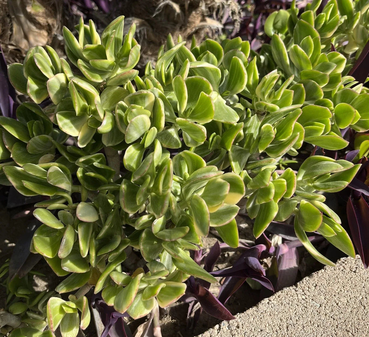 5 Cuttings Crassula Ovata Variegated Jade Lemon Lime Tri-Color Succulent Plant