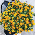 Zanzibar Carthamus Seeds - 20 Organic Seeds - USA Grown - Free Shipping