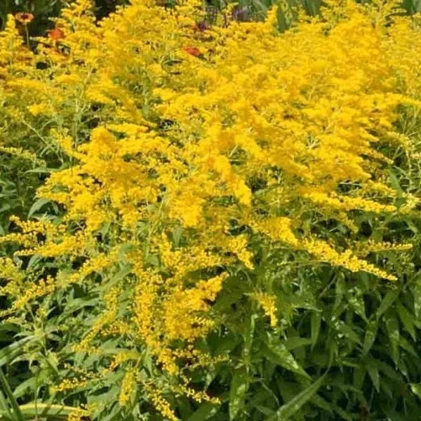 50 Organic Stiff Goldenrod Seeds - Solidago Perennial - USA Grown - Free Shipping