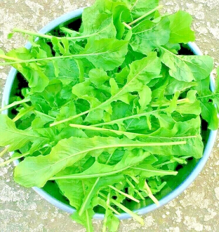 Arugula Seeds - 2500+ Non-GMO Spring Vegetable Garden Salad Greens - Microgreens (Eruca sativa)