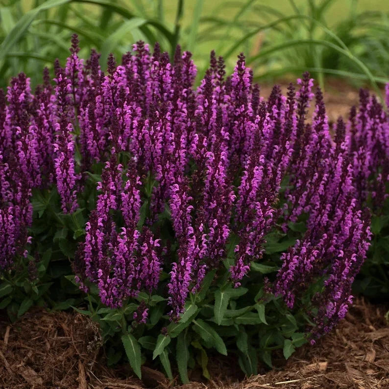 Bumbleberry Salvia Seeds - 50 Perennial Flower Seeds for Butterfly Gardens - Salvia spp.