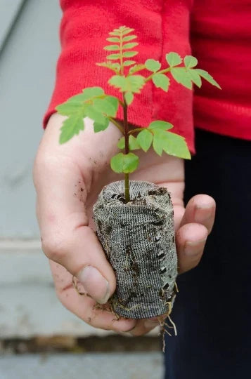 Blue Jacaranda Starter Plugs - Jacaranda mimosifolia - Fast-Growing Tree for Gardens and Landscapes